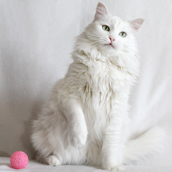защита радиатора картинки сибирских белых кошек можно разместить