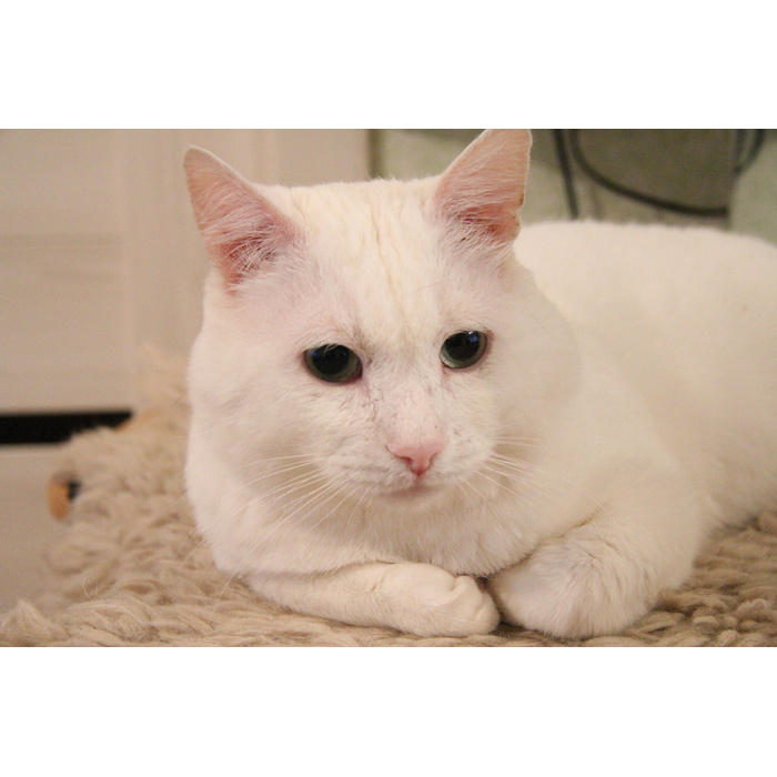 белый кот в добрые руки москва